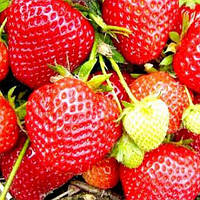 Полуниця Федерика