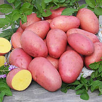 Насіннєва картопля Лаура, 2 репродукція, фото 6