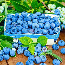 Лохина "Гурон" 3-річна (самозапильний середньо-рослий сорт)