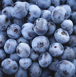 Чорниця (лохина) 3-річна "Нельсон" (сорт не вибагливий у догляді)