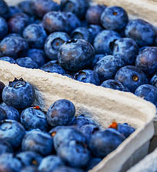 Лохина «Аврора» 3-річна (сорт десертного призначення)