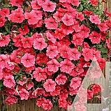 Петунія Вельвет Салмон Шейдз F1, 10 гран., СЦ, фото 2