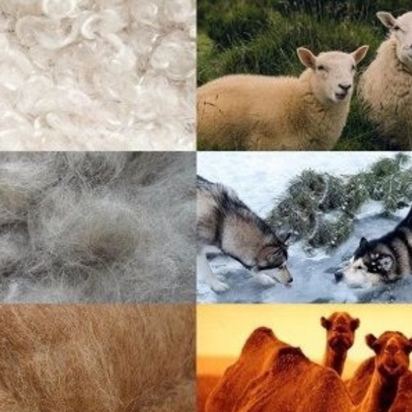 Какую шерсть выбрать? Овечью? Собачью? Верблюжью?. Статьи компании ...
