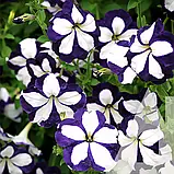 Петунія Лавина синя зірка F1, 10 гран., СЦ, фото 2