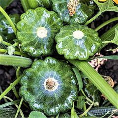 Семена патисона