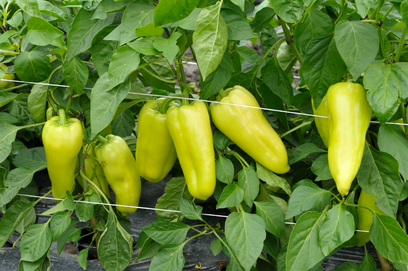 Насіння солодкого перцю Піроует (Пірует) F1 Syngenta 500