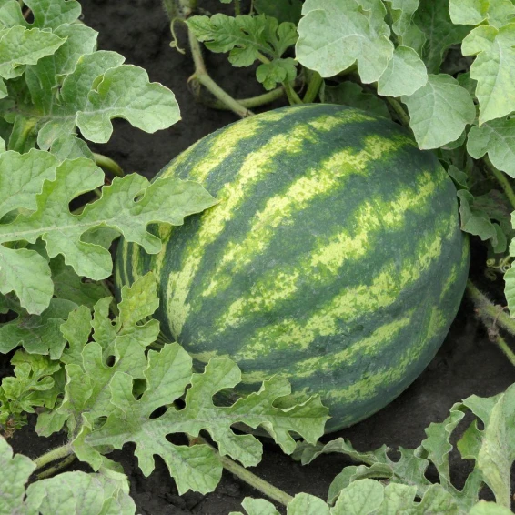 Насіння кавуна Соренто F1 Syngenta 1000