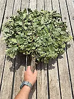 Віник дубовий для лазні, сауни