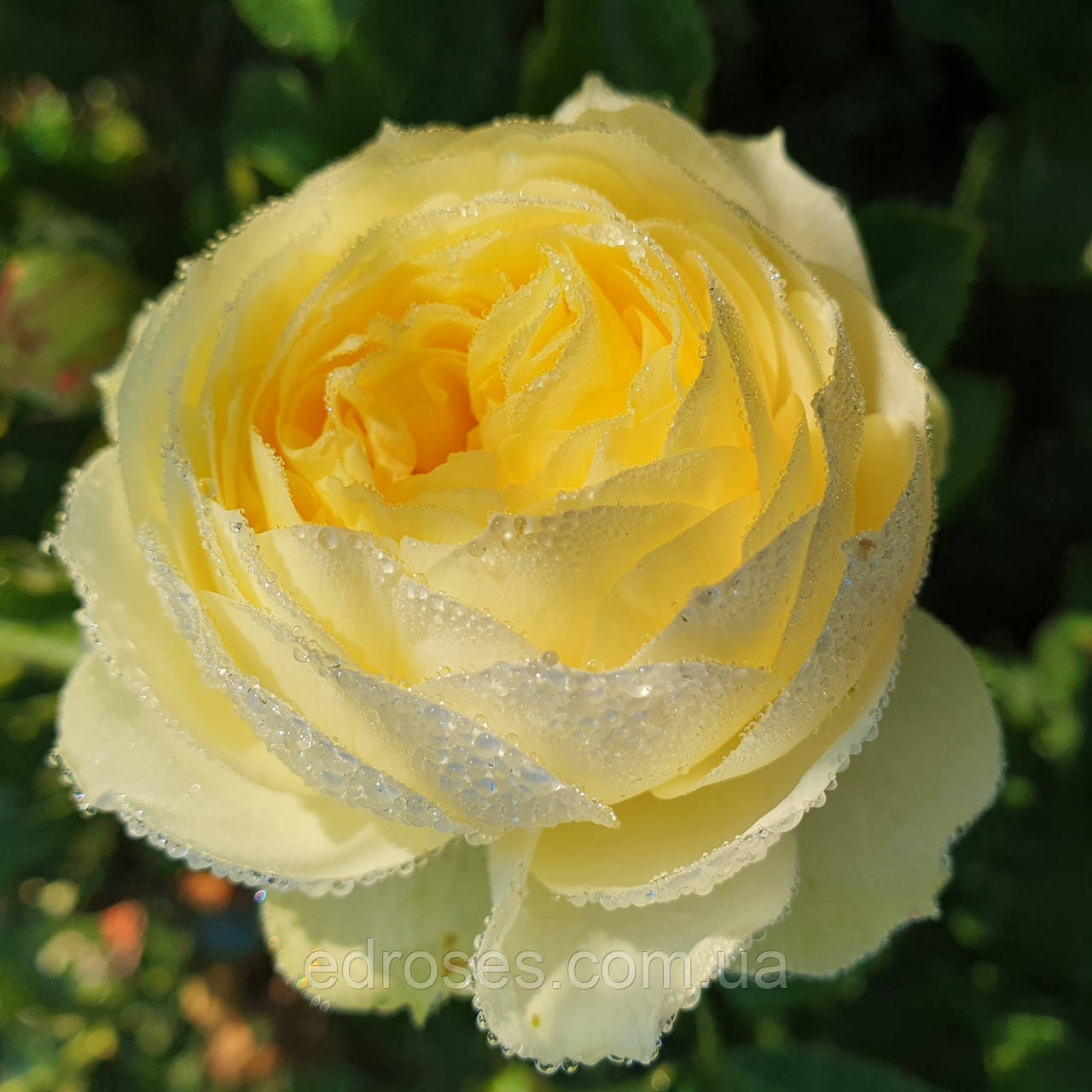 Лемон Рококо (Lemon Rokoko )