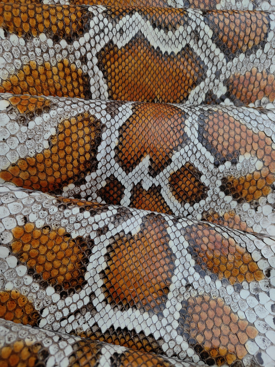 Шкіра кобри, коричнева, 2,1 м., КП059