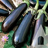 Баклажан Казимир F1, 10 шт., Садиба, фото 3