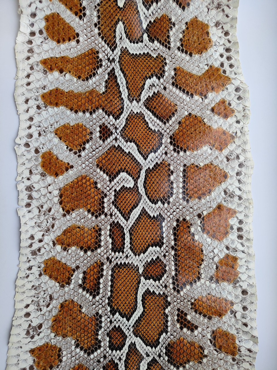 Шкіра кобри, коричнева, 1,05 м., КП065