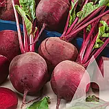 Буряк столовий Водан F1, 200 шт. Садиба, фото 3