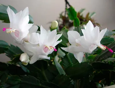 Шлюмбергера Malissa (висота 15-20 см), фото 1