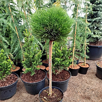 Сосна чорна Хорнібрукіна на штамбі