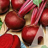 Буряк столовий Кадет, 2 г, Традиція, фото 2