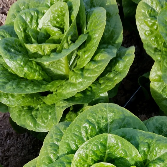 Насіння салату (ромен) Тіпікал Syngenta 5000