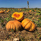 Гарбуз столовий Маноск F1 5 шт, фото 2