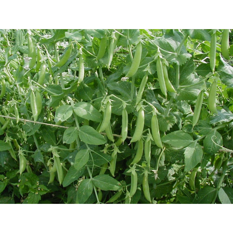 Насіння гороху Норверт Syngenta 200000