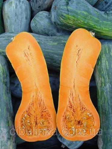 Гарбуз Лунга Піена ді Наполі 10 шт (zip-paket), фото 1