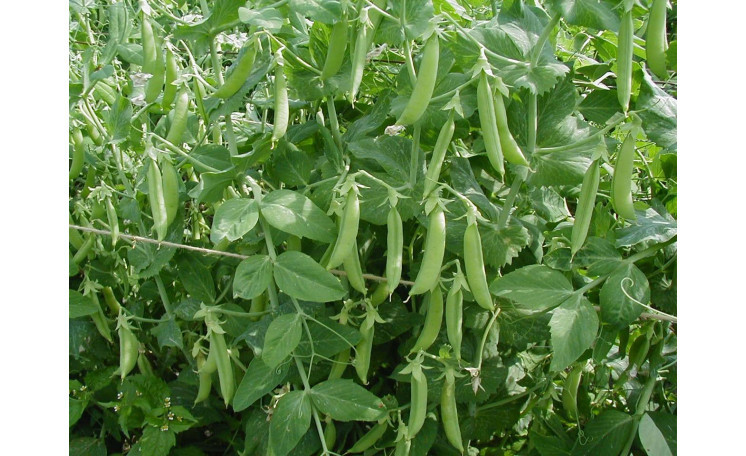 Насіння гороху Зонверт Syngenta 200000