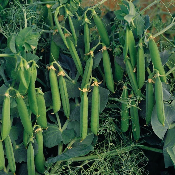 Насіння гороху Бінго Syngenta 100000