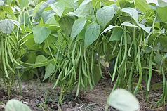 Насіння спаржевої квасолі Серенгеті Syngenta 100000