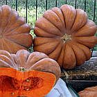 Гарбуз Мускат де Прованс 10 г, фото 2