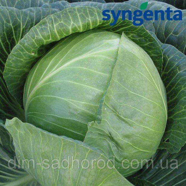 КАПУСТА Агресор F1 20 шт Leda Agro, фото 1