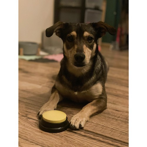 Звукові кнопки для тварин Purlov 24615