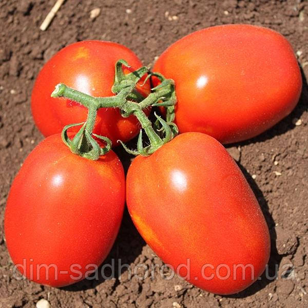 ГАЛІЛЕЯ F1 / GALILEA F1 10 шт Фасовка в ЗИП, фото 1