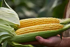 Насіння кукурудзи Тусон F1 Syngenta 100000