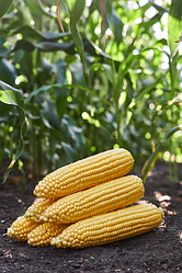 Насіння кукурудзи ГСС 3071 F1 (GSS 3071 F1) Syngenta 100000