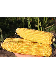 Насіння кукурудзи Мореланд (ГСС 1453) F1 Syngenta 100000