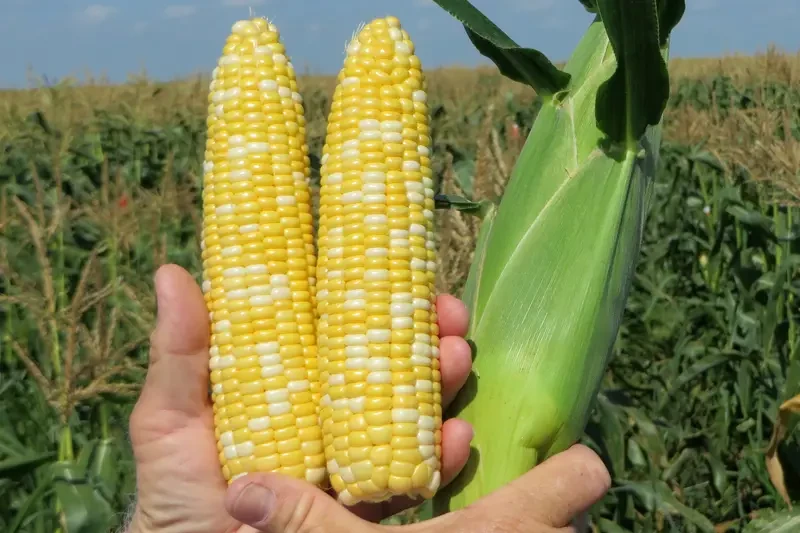 Насіння біколорної кукурудзи БСС 1075 F1 Syngenta 100000