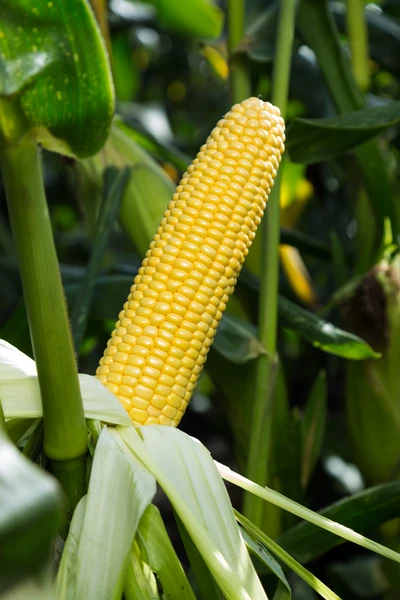 Насіння кукурудзи Стронгстар F1 Syngenta 100000