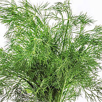 Семена укропа Супер Дукат на розвес, Агролінія