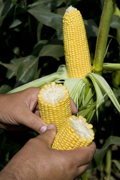 Насіння кукурудзи ГСС 5649 F1 (GSS 5649 F1) Syngenta 100000