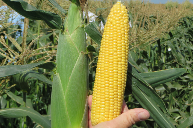 Насіння кукурудзи Хайглоу 52 F1; Syngenta 100000, фото 1