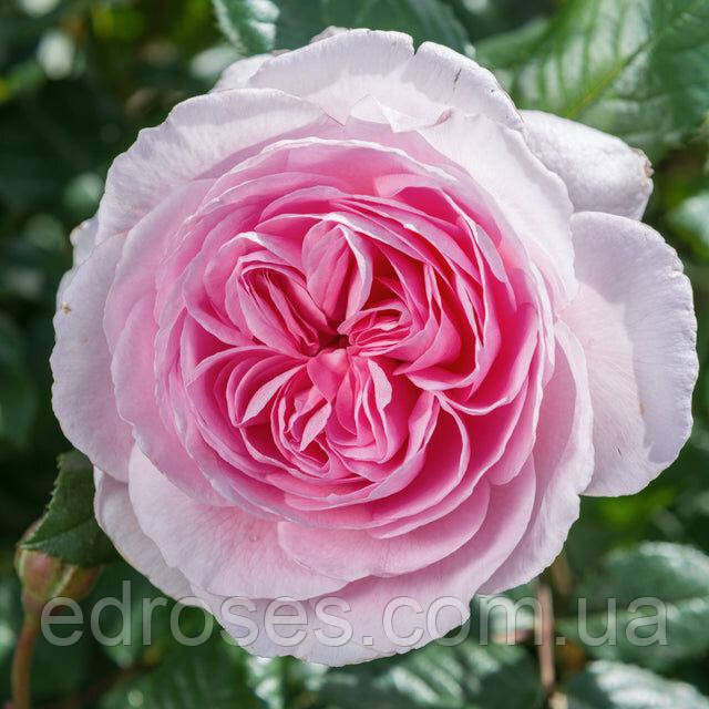 Зе Ейншент Маріне (The Ancient Mariner), фото 1