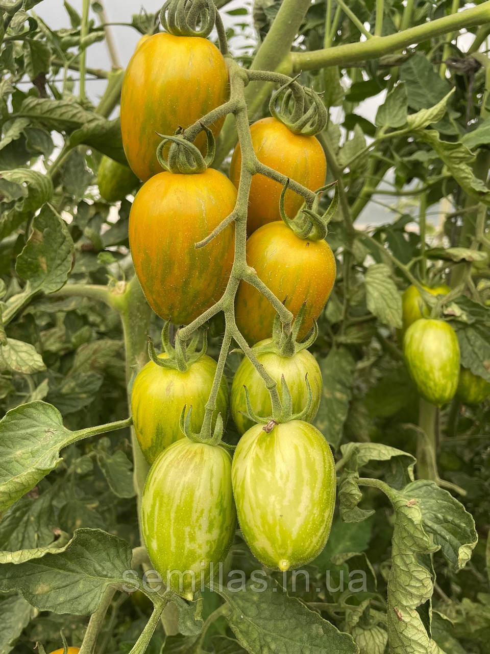 Насіння томату Корваліс F1. 1000 шт., жовто-зеленого, індетермінантного, Spark Seeds