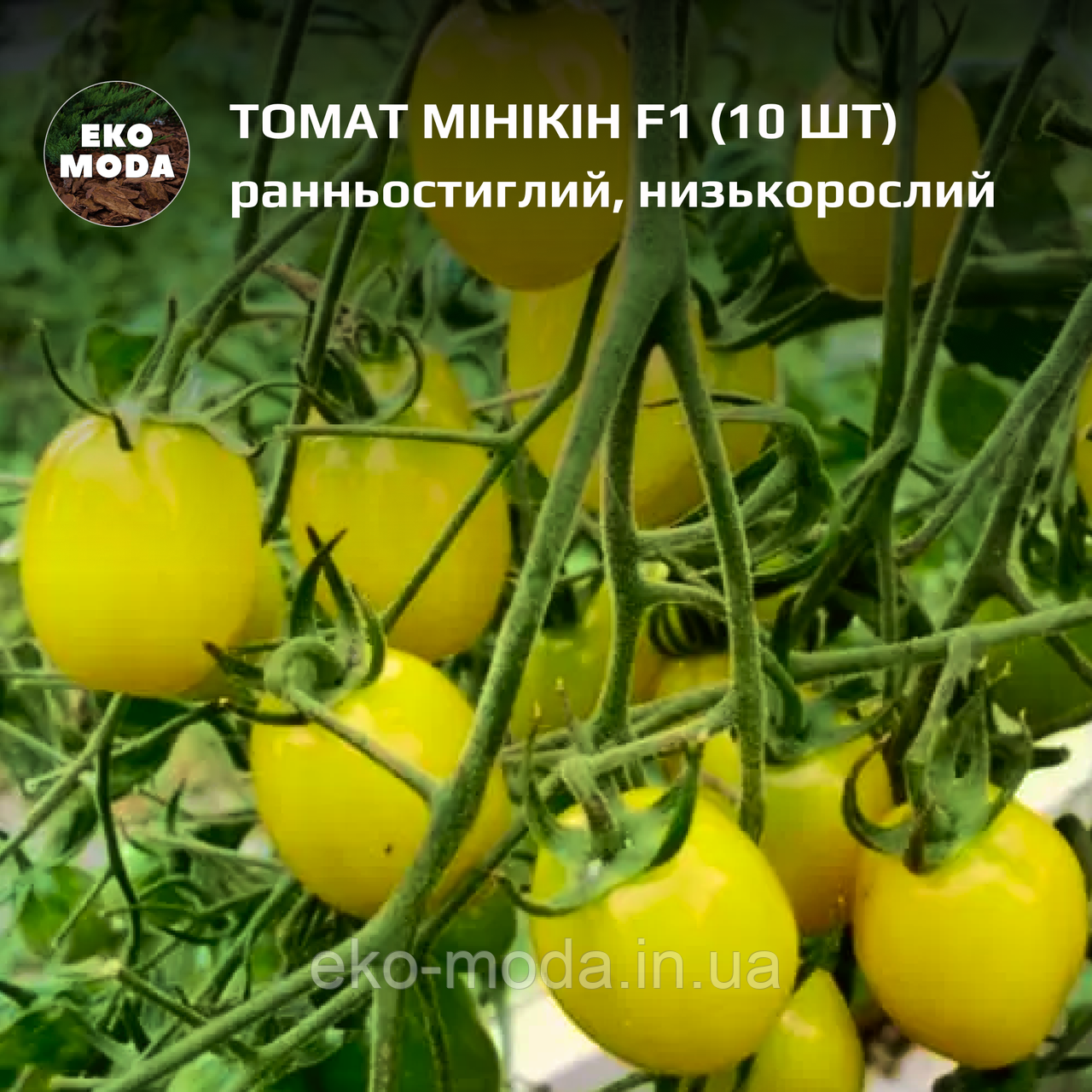 Томат Мінікін F1  - ранньостиглий, детермінантний - (10 шт, zip-пакет)
