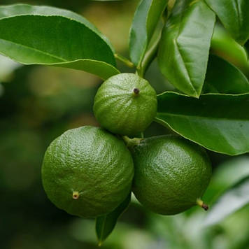 Бергамот кімнатний Фантастика щеплений