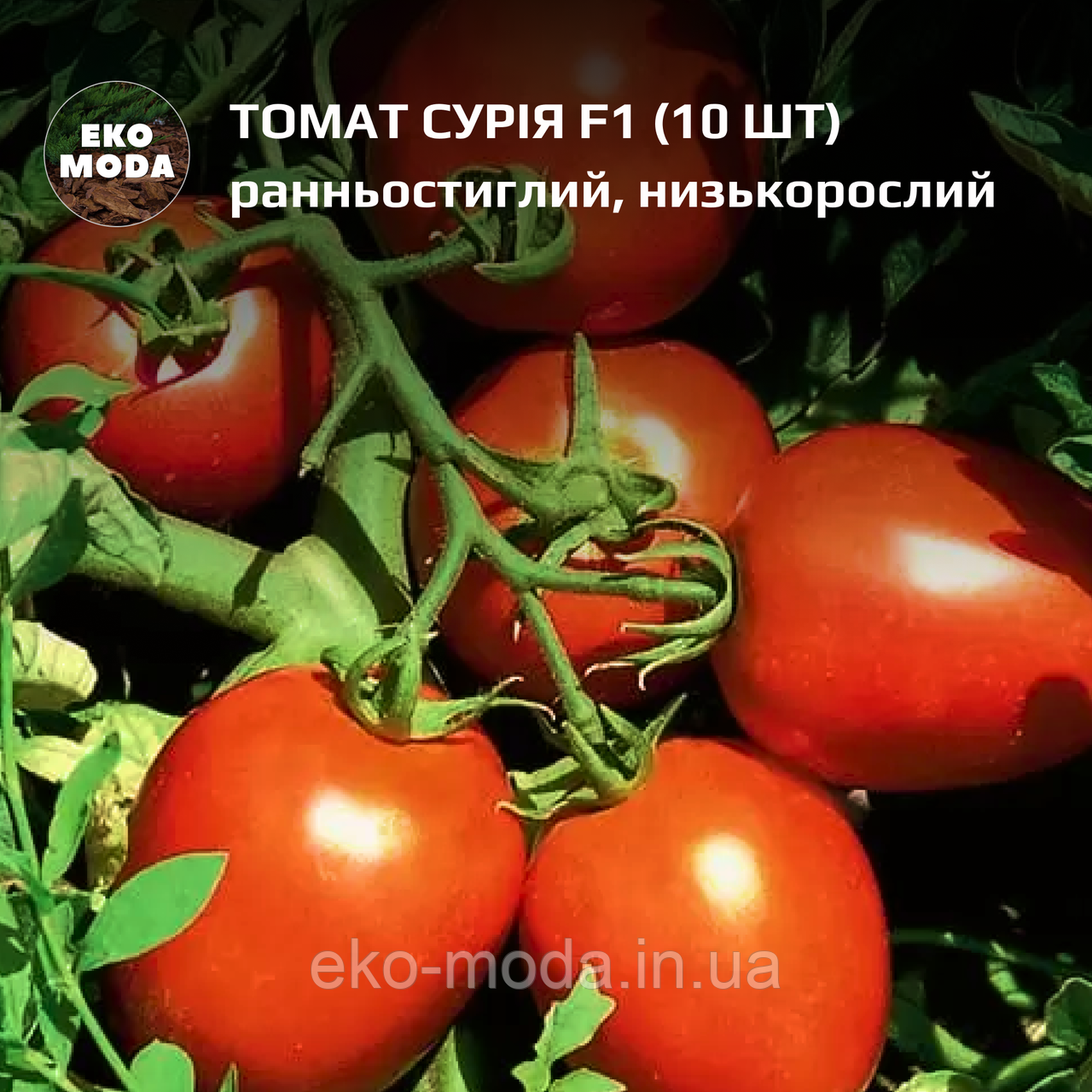 Томат Сурія F1 -  ранньостиглий, детермінантний - (10 шт, zip-пакет)