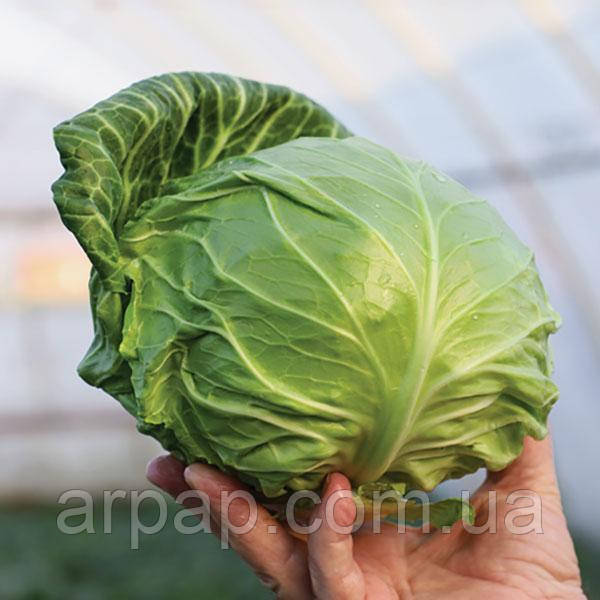 Насіння білокачанної капусти Зарісіма F1 (Zarissima F1) Rijk Zwaan 2500, фото 1
