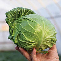 Насіння білокачанної капусти Зарісіма F1 (Zarissima F1) Rijk Zwaan 2500