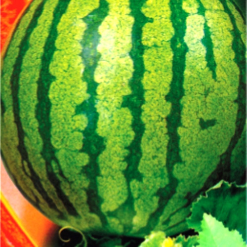 Насіння кавуна Холодок