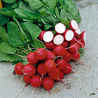 Цесар F1 (10 000 нас.) насіння редиски Syngenta