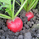Цесар F1 (10 000 нас.) насіння редиски Syngenta, фото 2