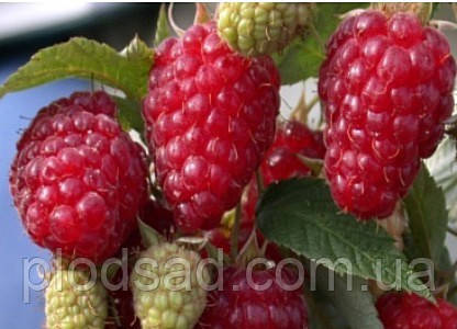 Малина Зюгана